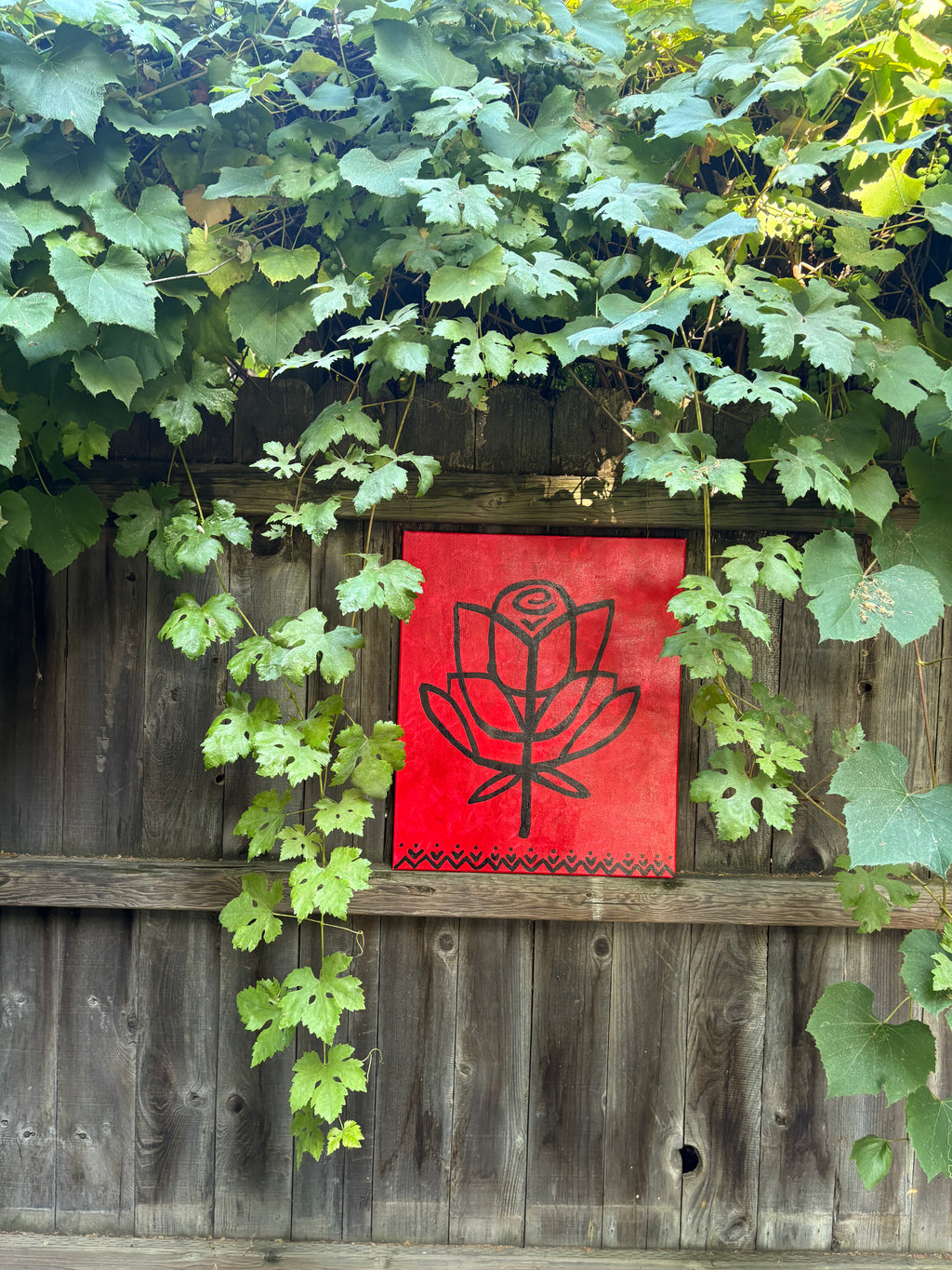 red roses ayha