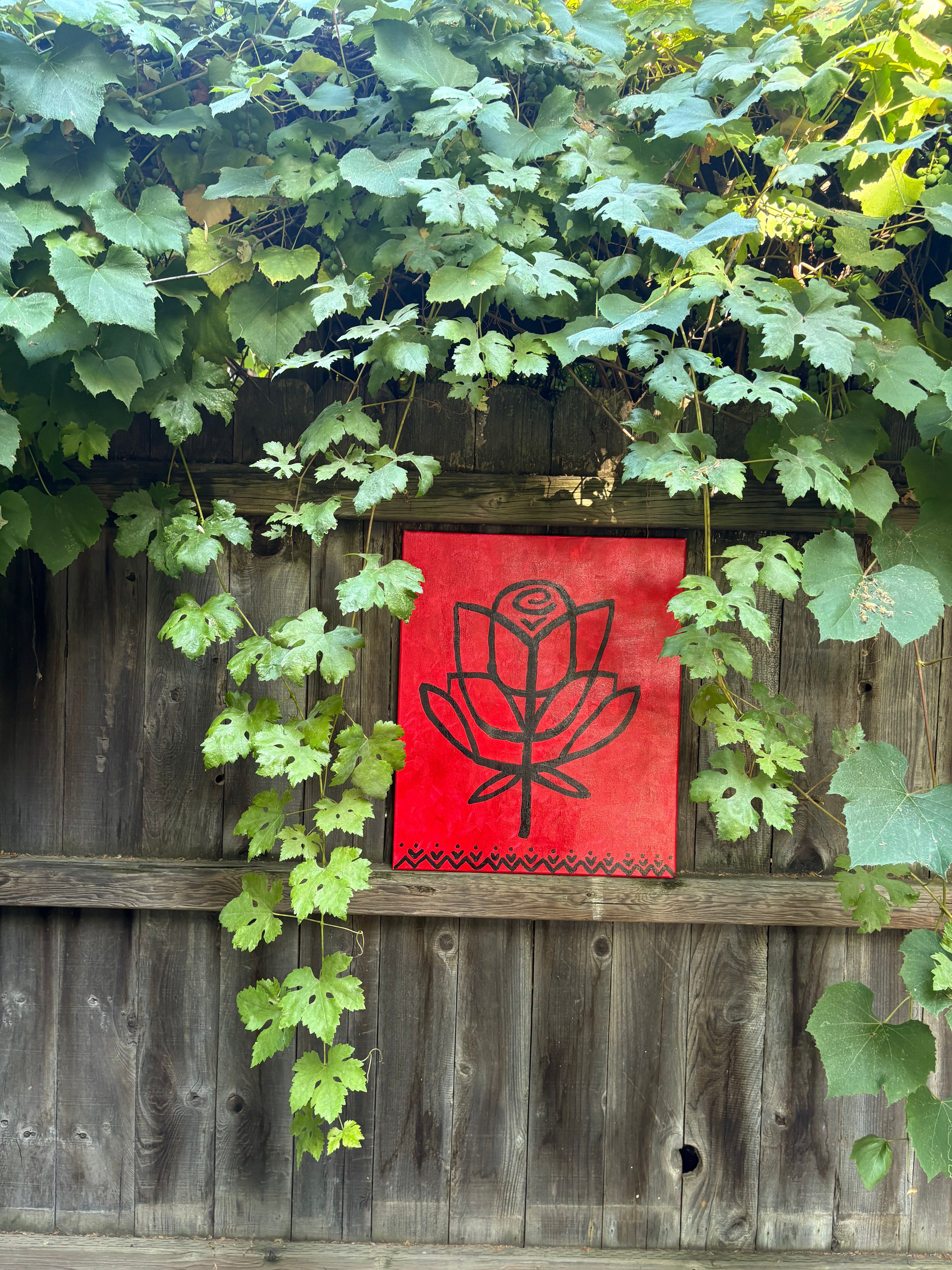 red roses ayha